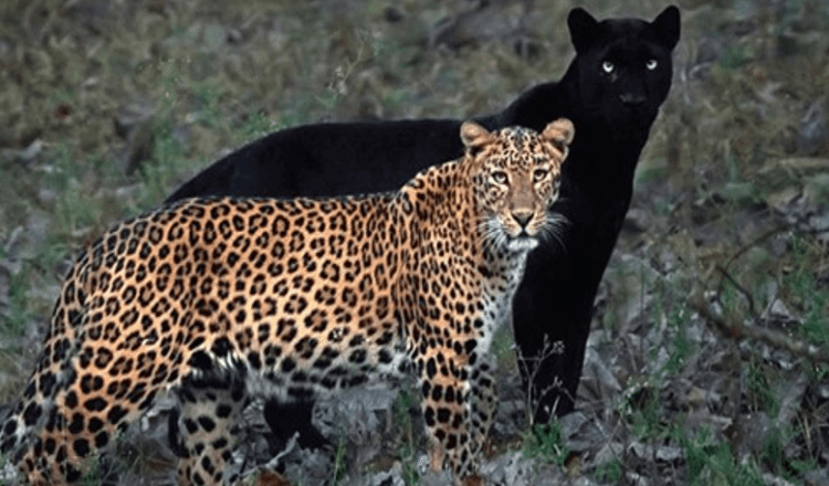A fotós hihetetlen fotót készít Leopárd és Fekete Párduc párról