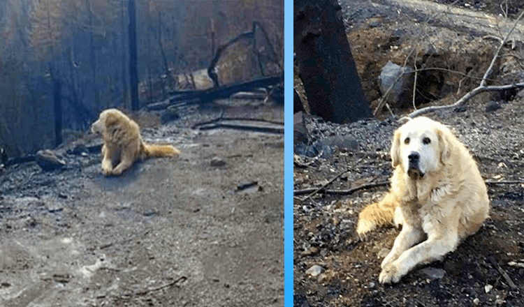 A család egy hónappal a tűz után hazatér, és azt találja, hogy a kutyája várja őket