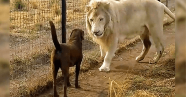 Labrador szembekerül egy hatalmas fehér oroszlánnal, de az oroszlán megragadja a lábát