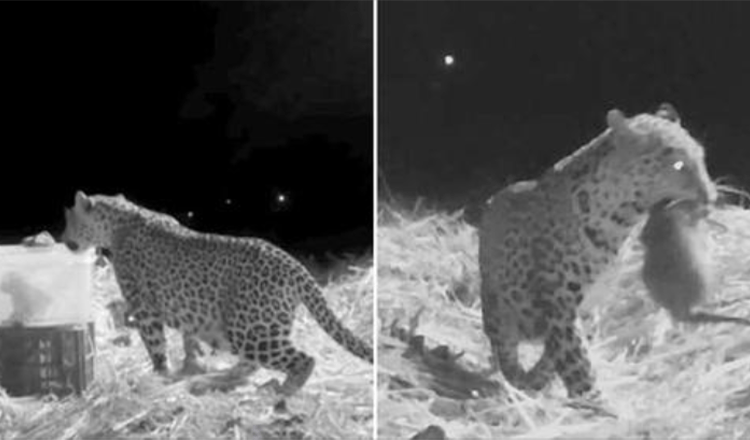 A mentőcsapat rögzítette a leopárd anya és az elveszett kölyök találkozását, amelyet barátságos emberek találtak