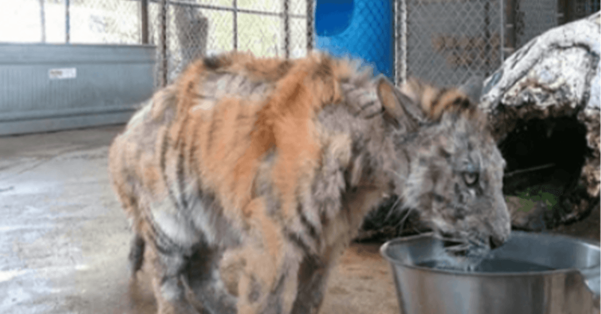 Az elhanyagolt tigriskölyköt kimentik a cirkuszból, hihetetlenül felépül