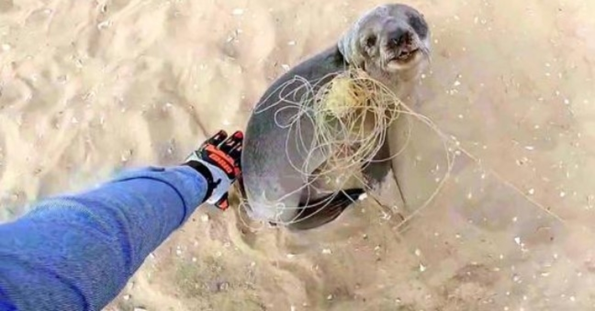 Baby Seal megáll, hogy megköszönje megmentőinek, hogy kiszabadították, mielőtt újra csatlakozott a családjához