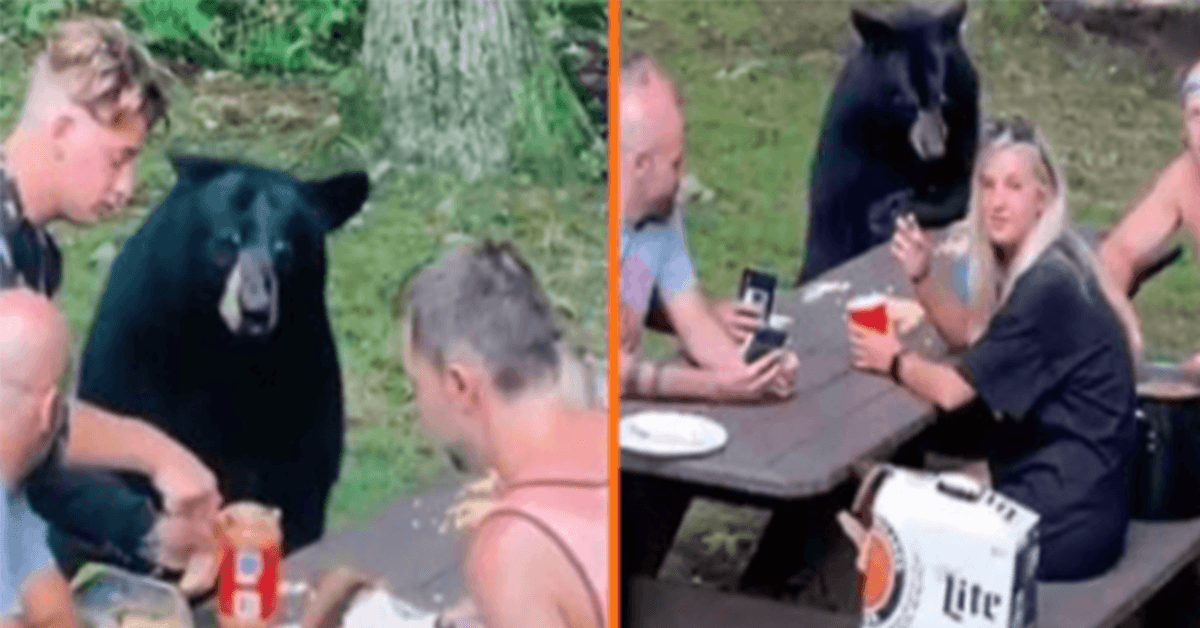 Vad fekete medve csatlakozik a családi piknikhez, és PB&J szendvicseket kér