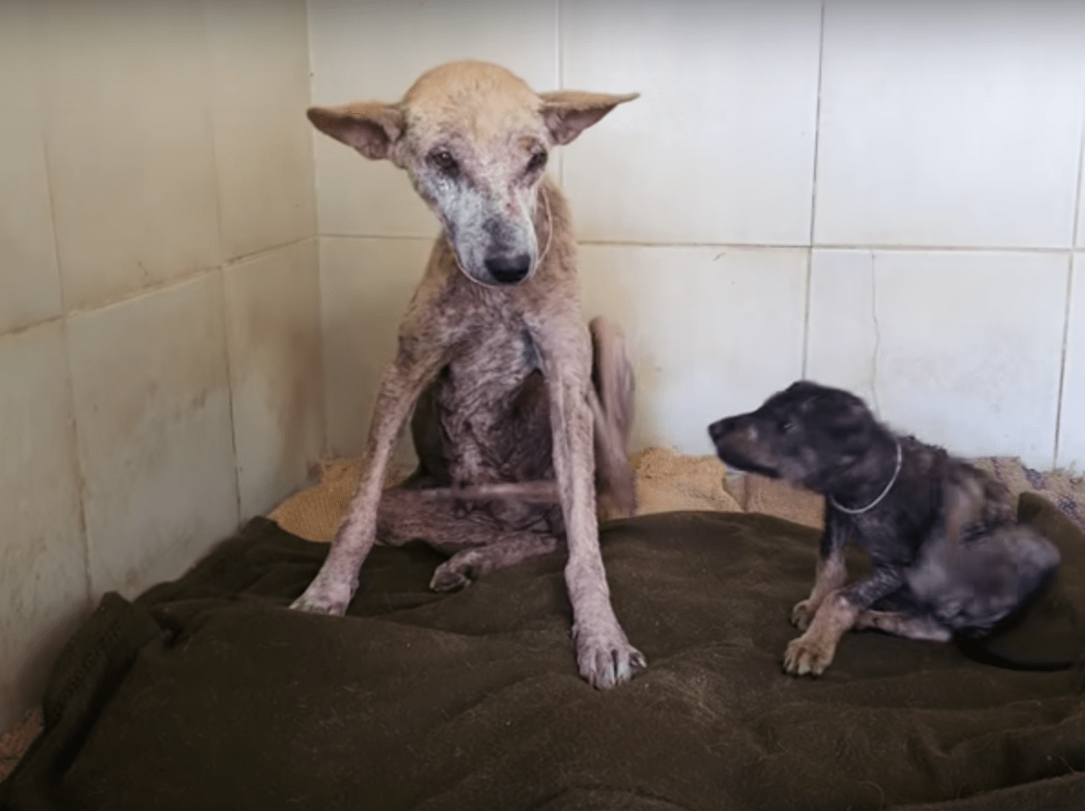 Sickly Puppy mindent elhasznált, hogy felüljön, és elmondja anyának, hogy minden rendben lesz