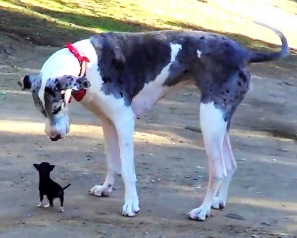 A Minuscule Puppy megszökött a menhelyi kennelből, és megpróbál barátkozni egy nagy kutyával