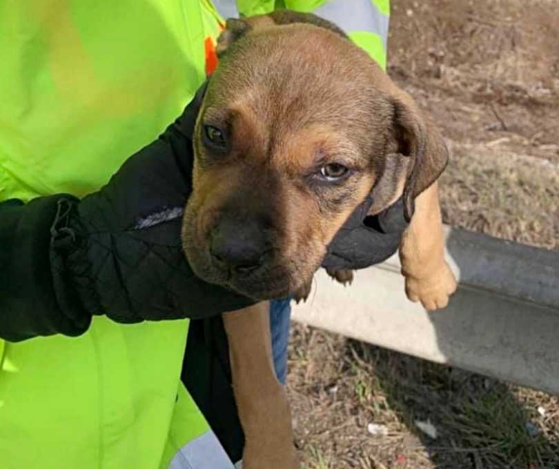 Az utakon takarító alomcsapat pint méretű kölyköt talál, akit szemétként dobtak el