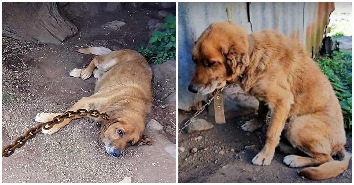 A kutya 12 évet töltött a földben, és azon töprengett, hogy mikor jön el a napja