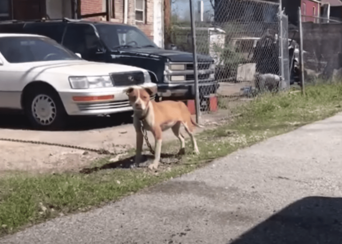 Stray Drags Neki Sovány Test Körül Egy Lánc Elég Nehéz Ahhoz Vontatni Egy Autót