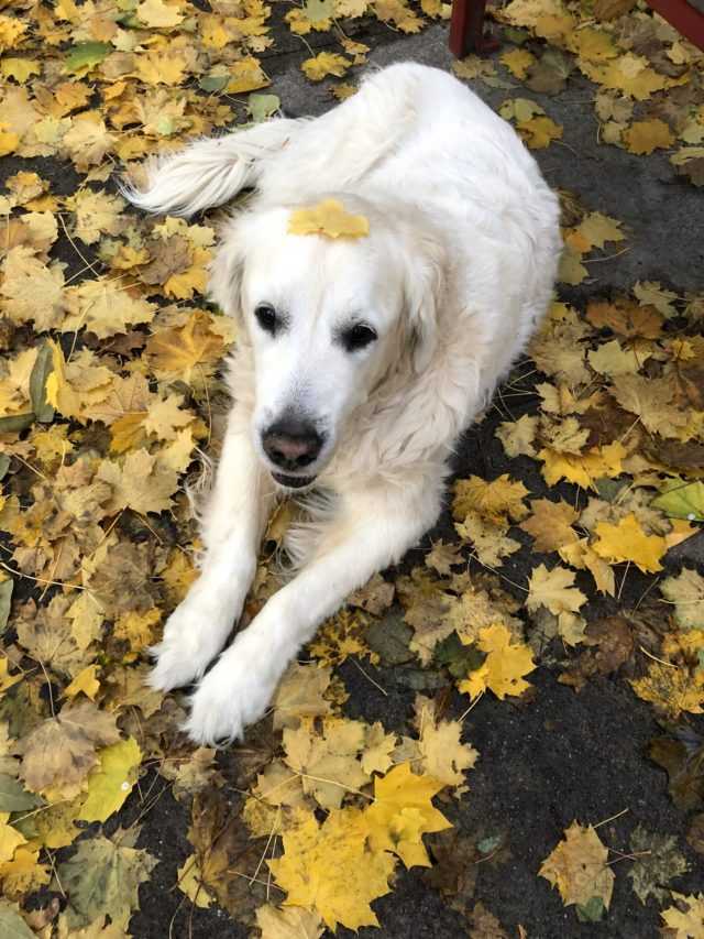 Heartbroken Dog Apa megosztja a Pup utolsó sétájáról készült videót