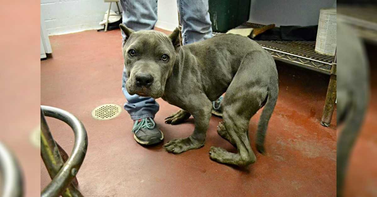 Szomorú és ijedt Pitt Bull, akit 2 éve szoros ketrecben tartottak, deformálódott a teste