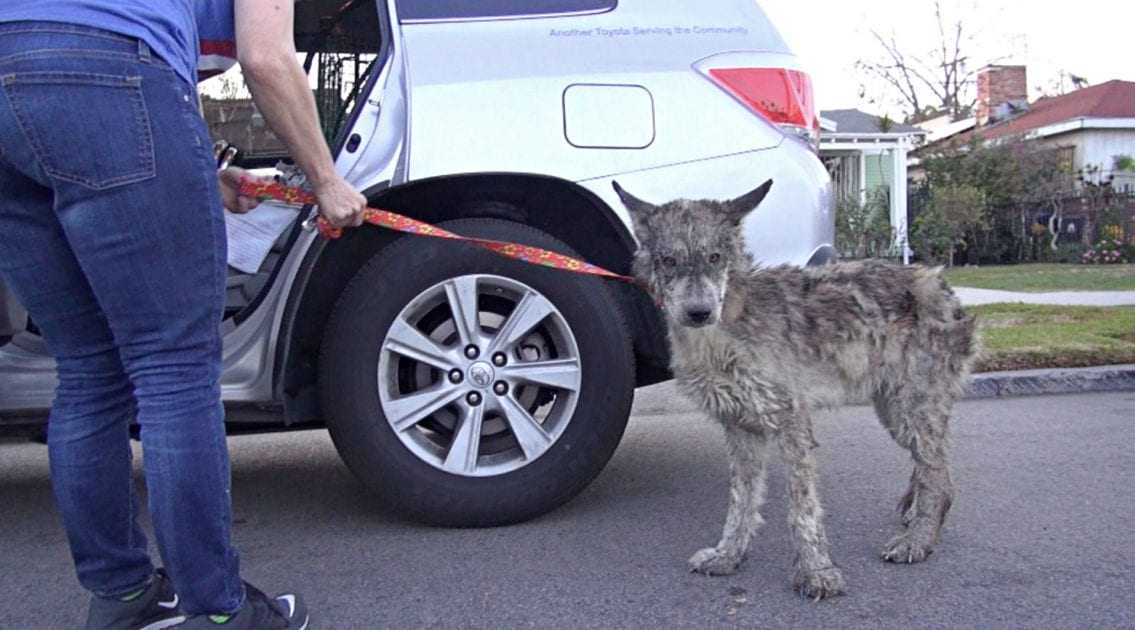 Egy elhanyagolt kutyát mentettek meg, de az nem kutya volt