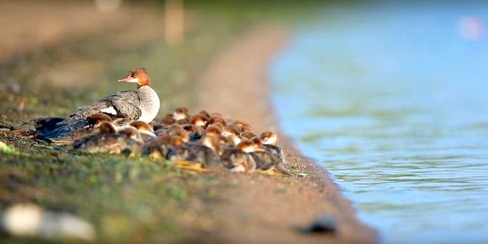 „Szupermamát” észleltek egy minnesotai tavon – 56 kiskacsával a nyomában