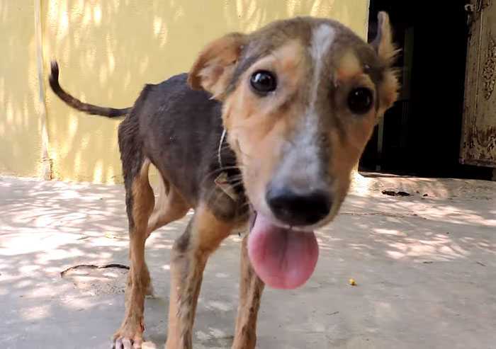 Dying Puppy Wags Her Tail A Mentők Közelednek