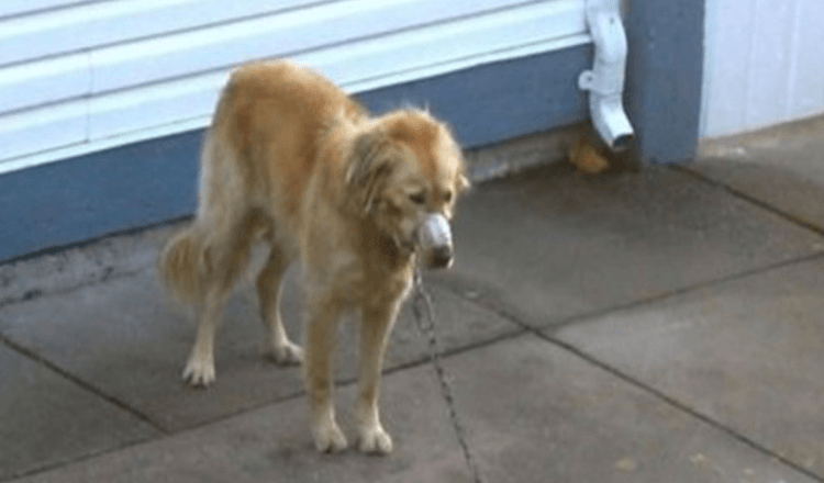 A pár figyeli, ahogy a szomszéd Golden Retrieverét elhanyagolják, amíg már nem nézhetik tovább