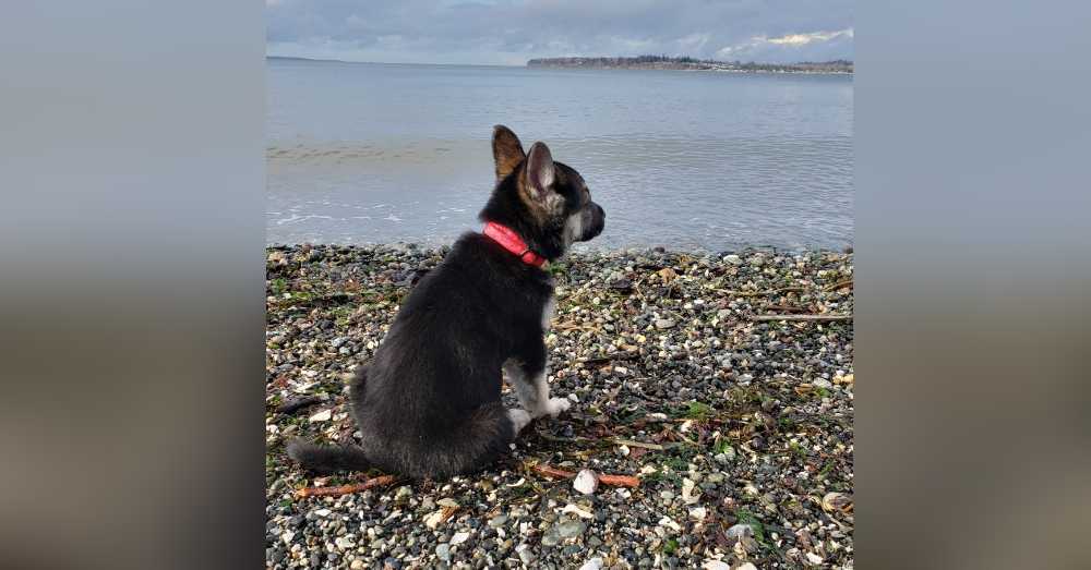 A WA Rescue bucket listát készít a haldokló kölyökkutyákról, akiknek emléke él