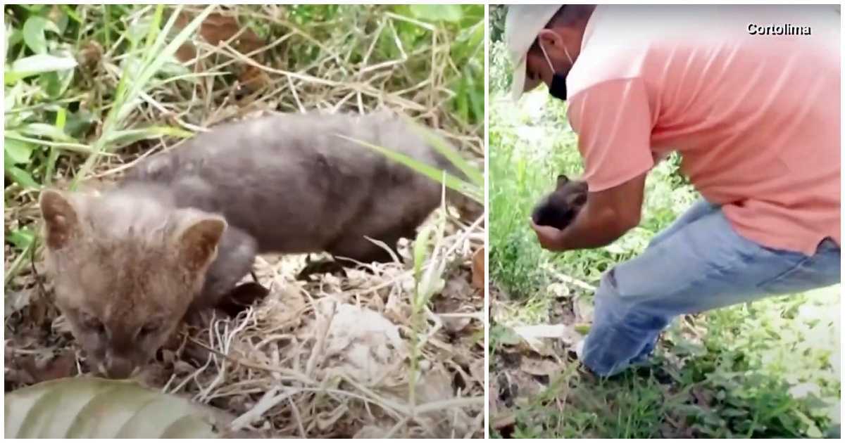 Egy gazdálkodó megmenti az út széléről egy kóbor “cicát”, a macska végül puma kölyök lesz