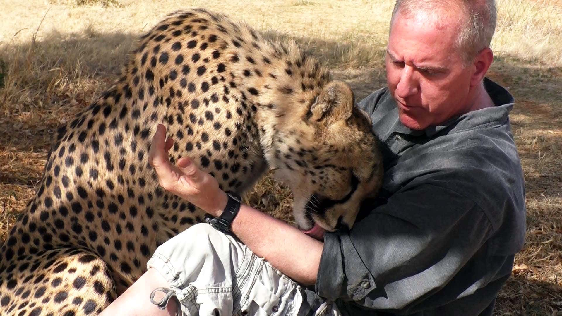 Cheetah látja, hogy a vadfotós egy fa alatt szunyókál, és úgy dönt, hogy csatlakozik hozzá, és ő is szunyókál