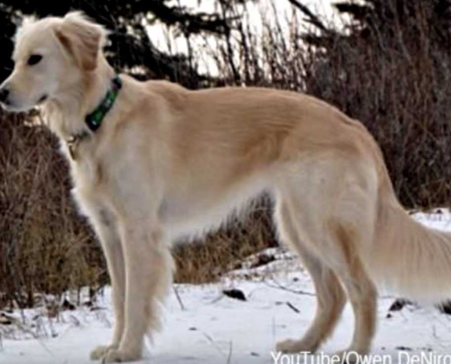 A kopasz sast megmentette a fagytól a haláltól a Golden Retriever