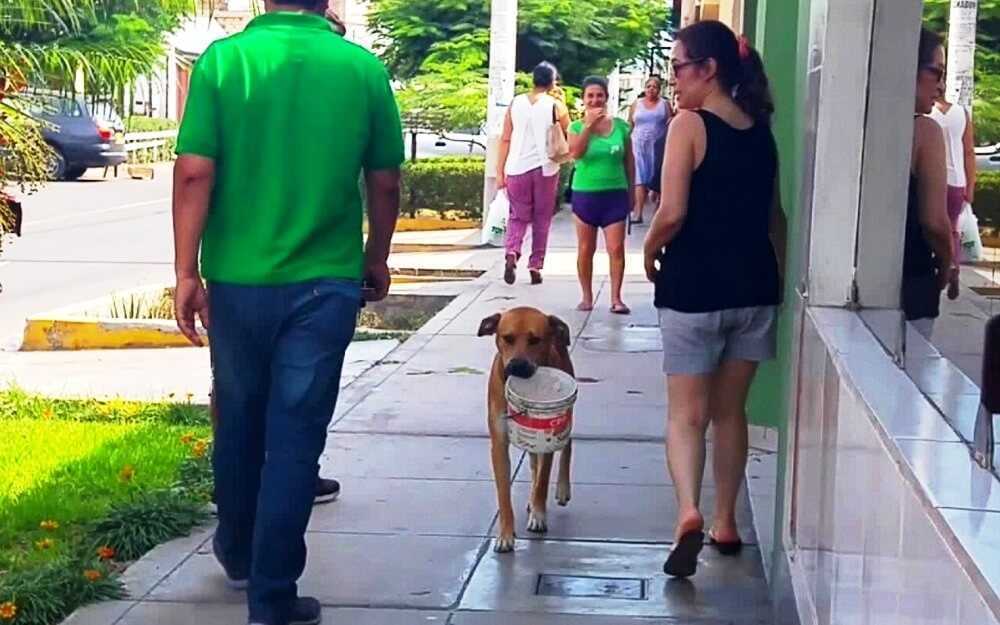 Szomorú, napokig szomjazó hajléktalan kutya kidobott vödröt talál, és vizet kér