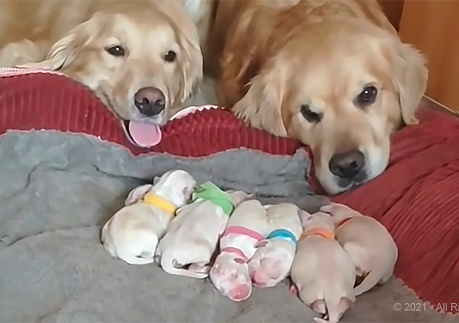 Golden Retriever szülők újszülött kölykökre vigyáznak (videó)